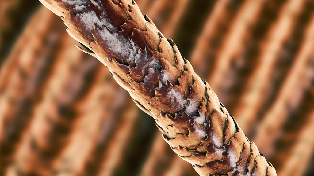 O que é e como cuidar da fibra capilar?